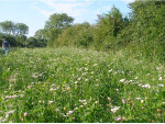 Witchford Open Spaces Group Conservation Area Work